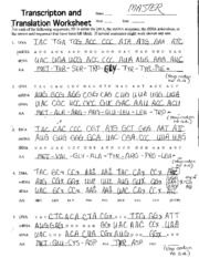 Answer Dna Transcription And Translation Worksheet