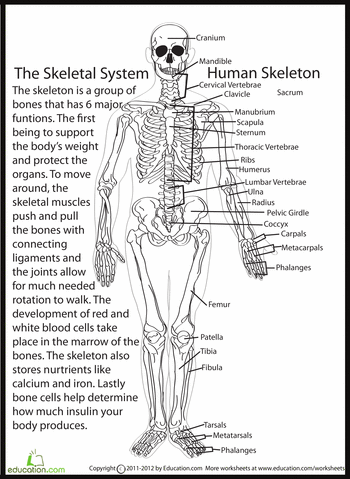 Skeletal System Worksheet Answers