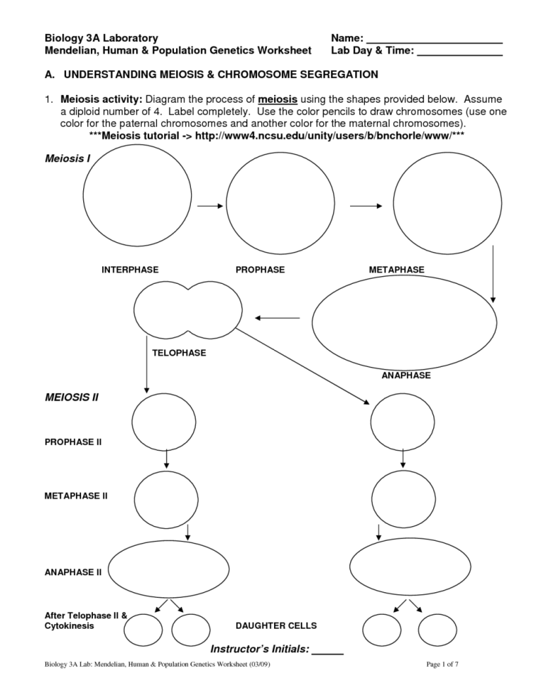 Mitosis Vs Meiosis Worksheet Pdf