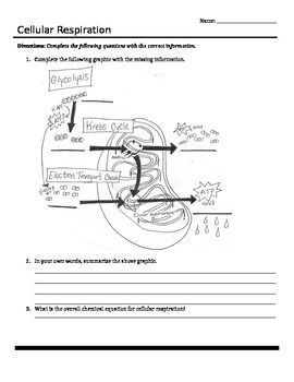 7th Grade Photosynthesis And Respiration Worksheet