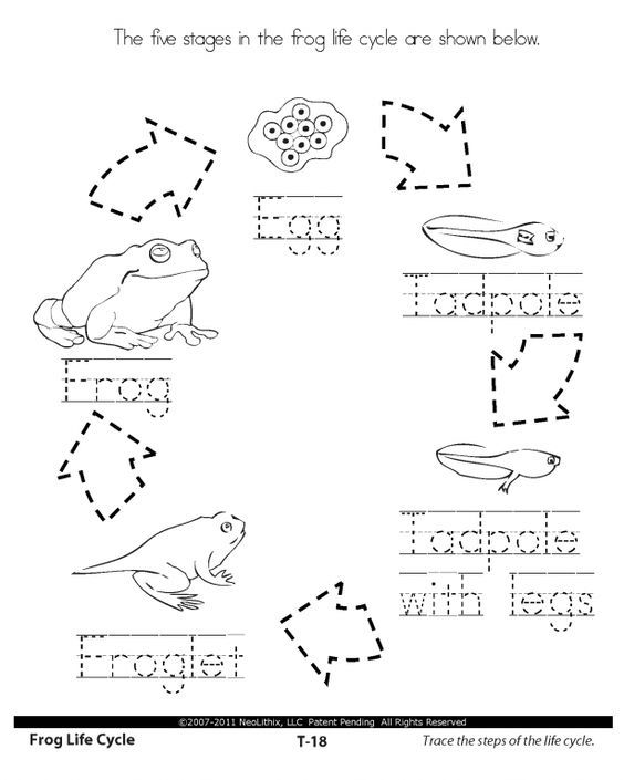 Life Cycle Of A Frog Worksheet Cut And Paste