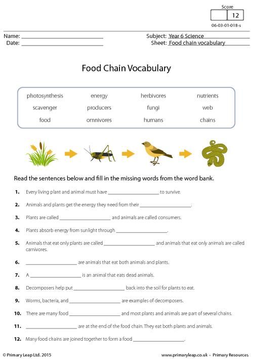 Food Web Worksheet 4th Grade