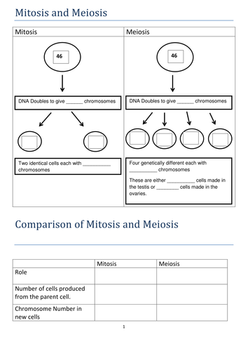 Meiosis Practice Worksheet Answers