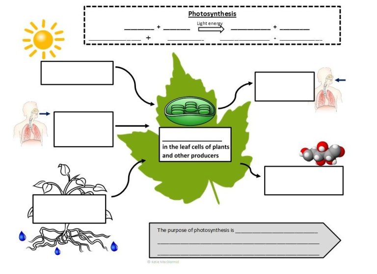 Worksheet Photosynthesis Blank Diagram