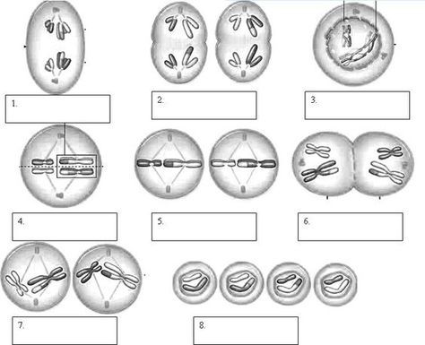 Stages Of Mitosis Worksheet Pdf