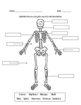 Muscular System Worksheet Word Bank