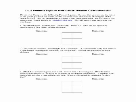 Punnett Square Worksheet-human Characteristics