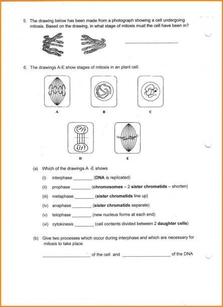 Key Mitosis Worksheet And Diagram Identification