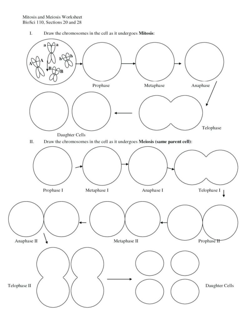 Mitosis Coloring Worksheet Pdf