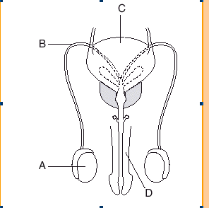 Male Reproductive System Worksheet