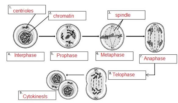 Mitosis Practice Worksheet Pdf Answers