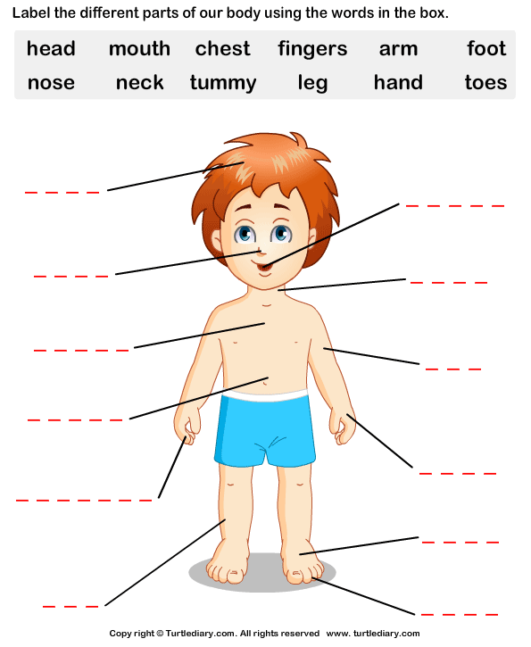 Body Part Worksheet In Spanish