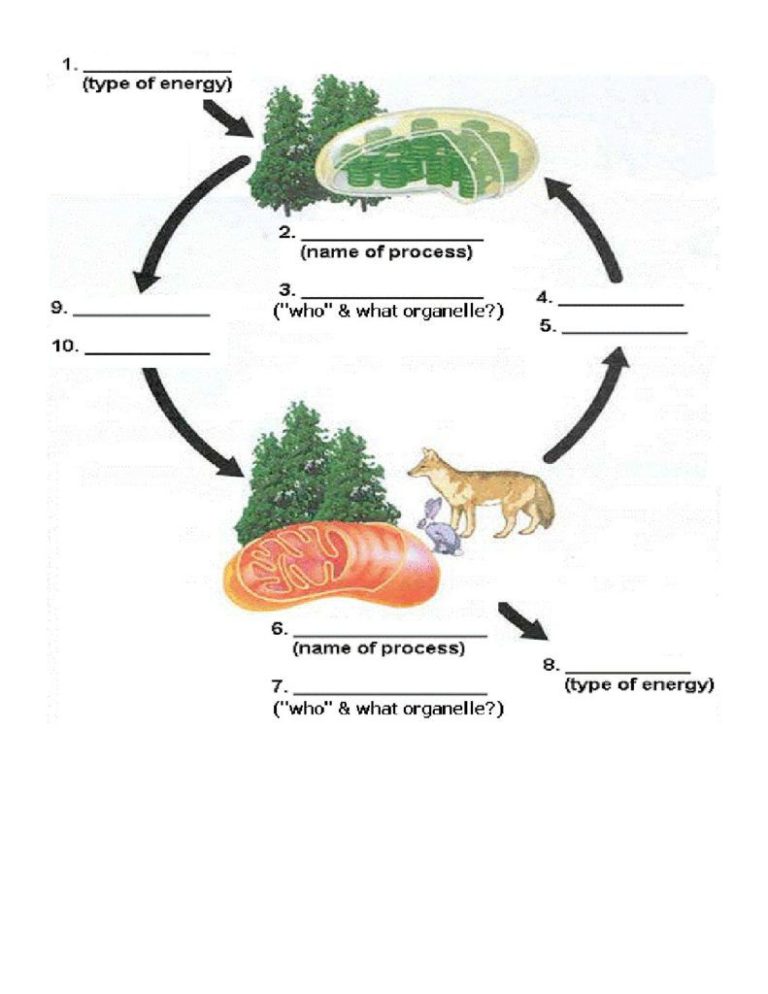 Photosynthesis & Cellular Respiration Worksheet