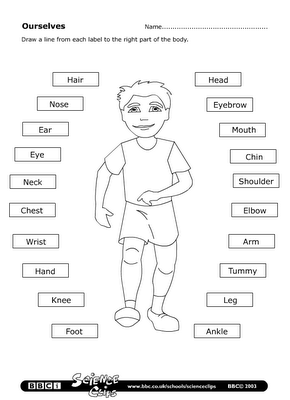 Body Worksheet Esl