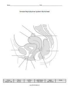 Homework Sheets For First Graders