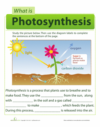 Photosynthesis Worksheet For Elementary Students