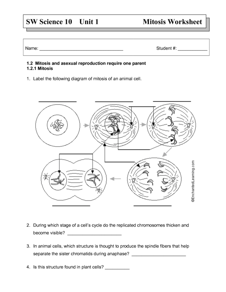 Mitosis Worksheet Answer Key Pdf