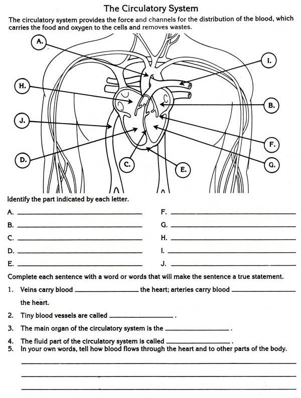 Circulatory System Worksheet