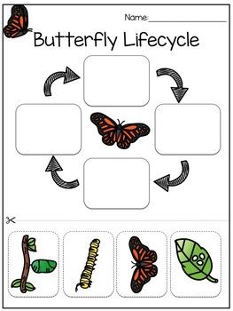 Butterfly Life Cycle Worksheet Printable