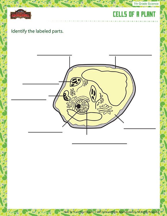 7th Grade Science Worksheets Cells