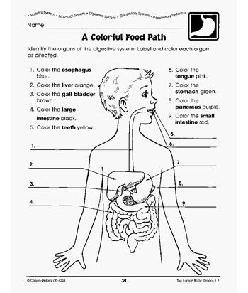 Anatomy Worksheets For Elementary Students