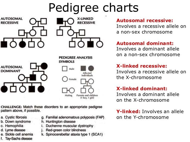 Pedigree Worksheet Answer Key