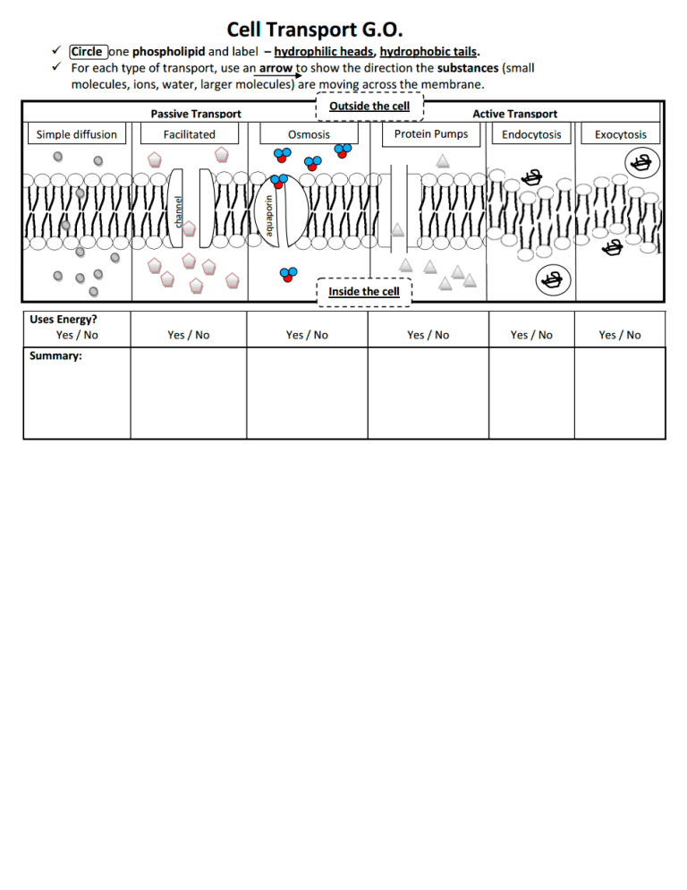 Diffusion And Osmosis Beaker Worksheet Answer Key