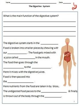 Circulatory System Worksheet Grade 4