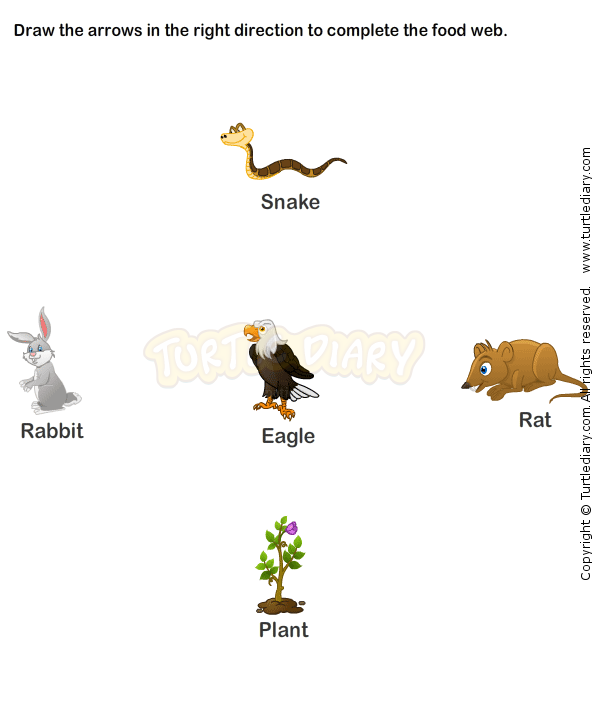 Food Web Worksheet 1st Grade