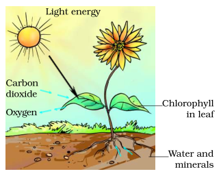 Grade 7 Nutrition In Plants For Class 7 Worksheet