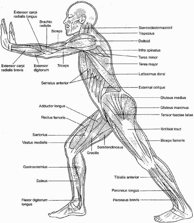 Muscular System Worksheet