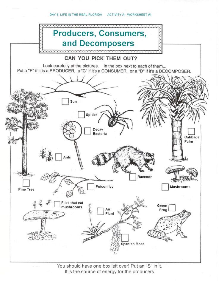 Ecosystem Worksheet For Kids