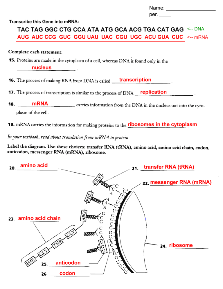 Transcription And Translation Practice Problems Worksheet