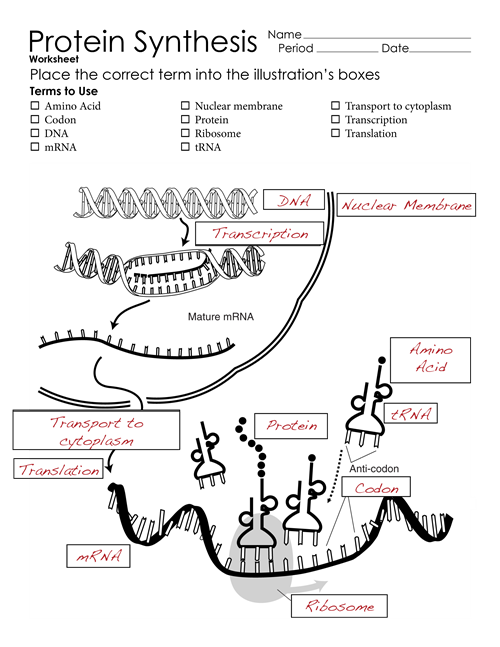 Macromolecules Worksheet #2