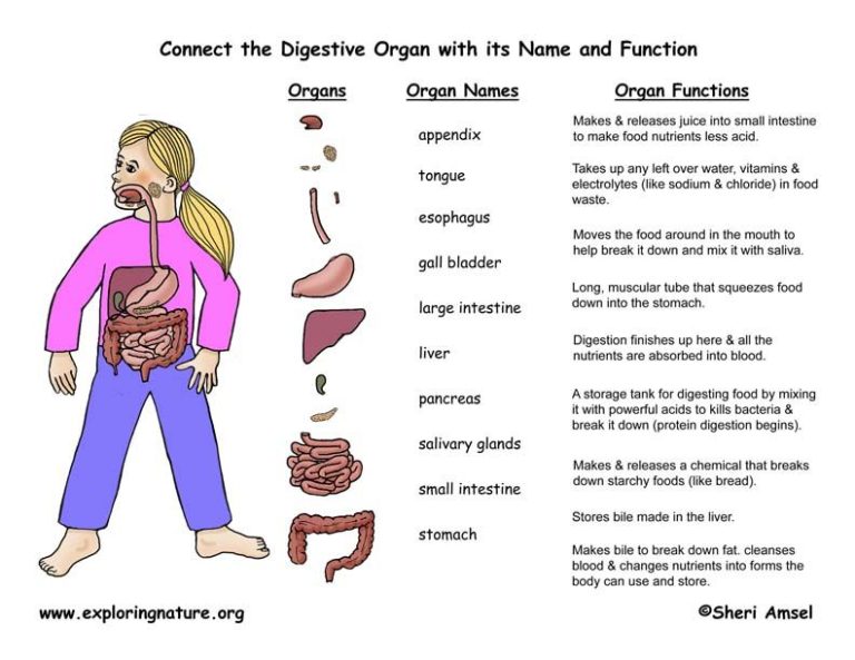 Digestive System Worksheets For Kids