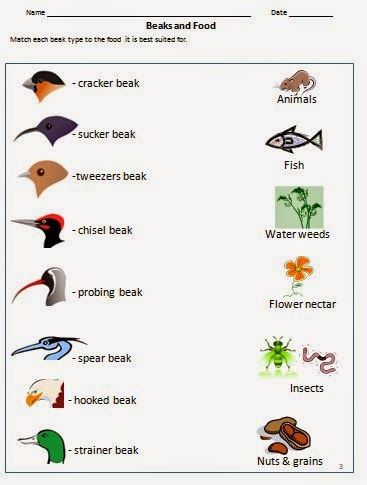 Animal Adaptations Worksheets Grade 4