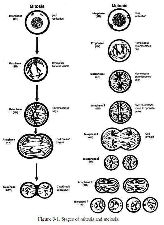 Phases Of Mitosis Worksheet Answer Key