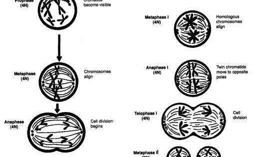 Meiosis Worksheet Cells Alive Mitosis Phase Worksheet Answer Key