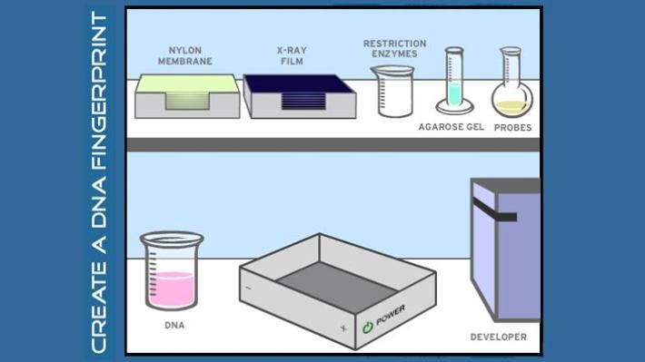 Dna Fingerprinting Worksheet Answer Key Pbs