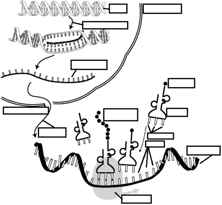 Transcription And Translation Diagram Worksheet Answers