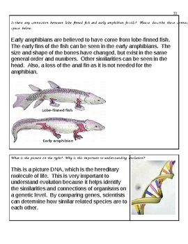 Natural Selection Worksheet Pdf