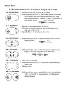 Mitosis Worksheet