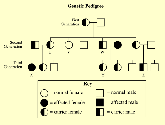 Color Blindness Pedigree Worksheet