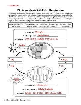 Cellular Respiration Worksheet