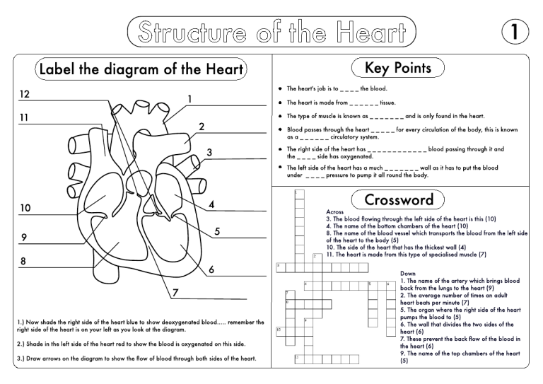 Biology Worksheets For Grade 8