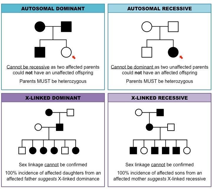 Genetics Pedigree Worksheet