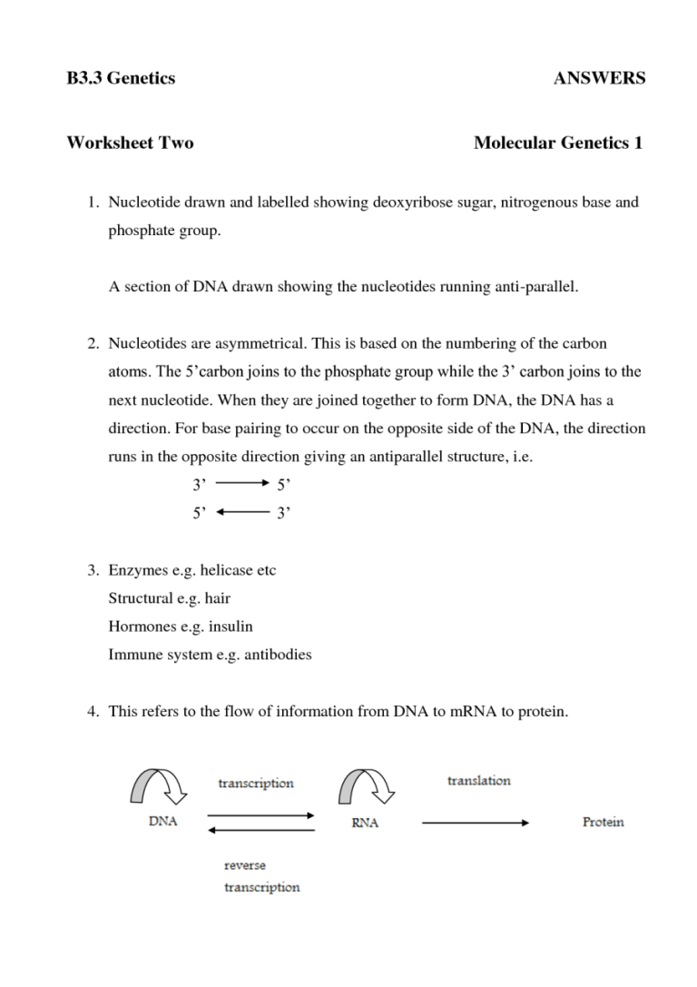 Dna Replication Practice Worksheet Drawing