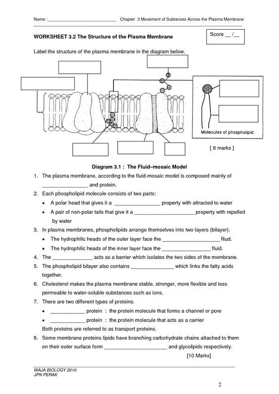 Diffusion And Osmosis Worksheet Answers Key Page 3