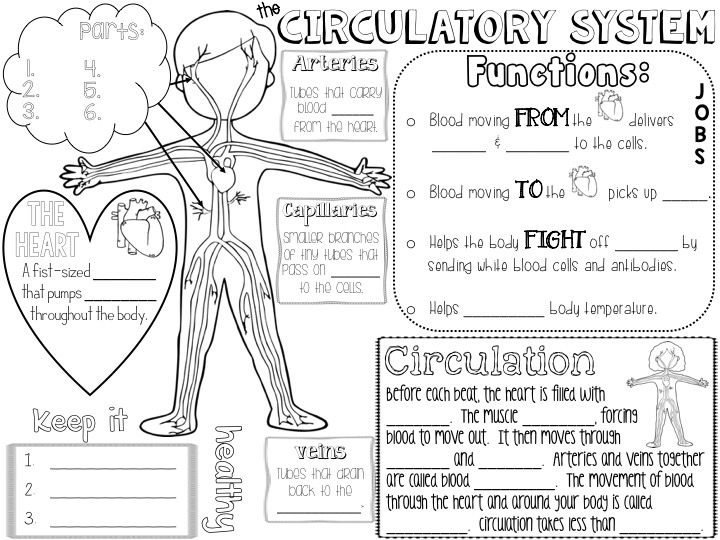 Circulatory System Worksheets For 2nd Grade