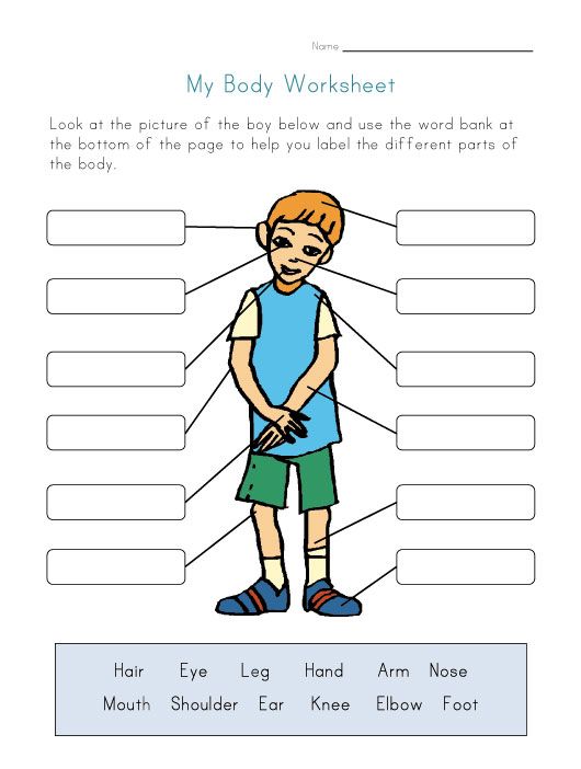 Anatomy Worksheets For Kids